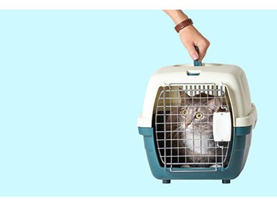 Feline Containment & Carriers